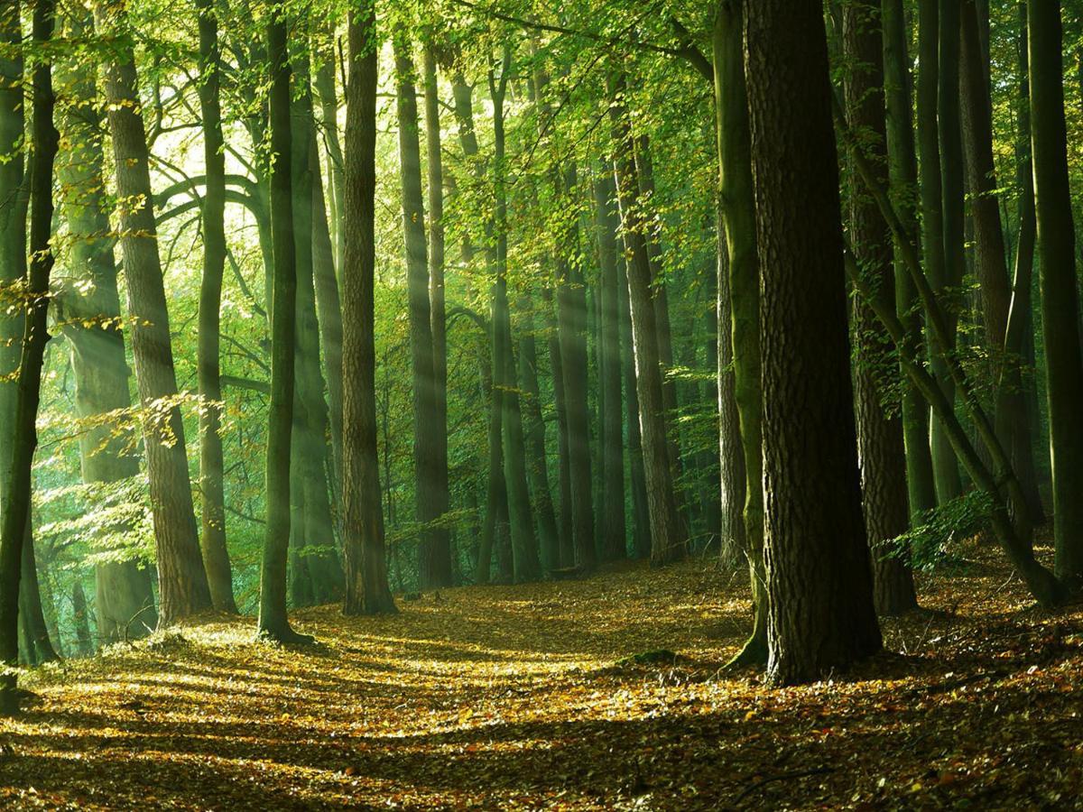 Waldschenke Stendenitz Übernachten im Wald am See Neuruppin Exterior foto